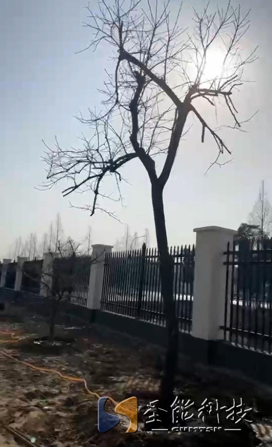 “植”此青绿，添彩恒行5静待花开